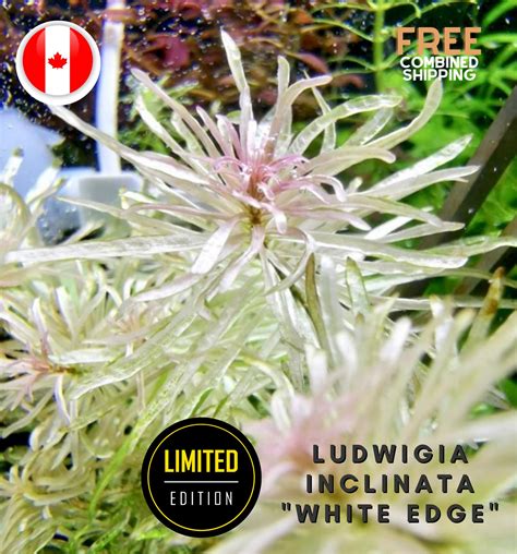 Ludwigia Inclinata White Edge Limited Quantities Etsy Canada