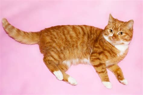 Orange Striped Kitten Stock Photo Image Of Close Background 24446700