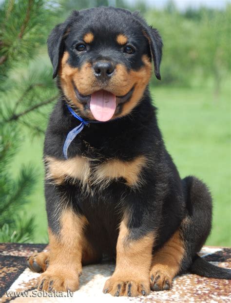 Rottweiler puppies for sale in pittsburgh pa