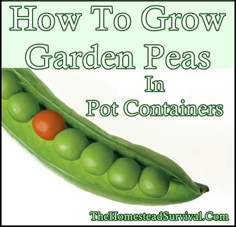 How To Grow Garden Peas In Pot Containers The Homestead Survival