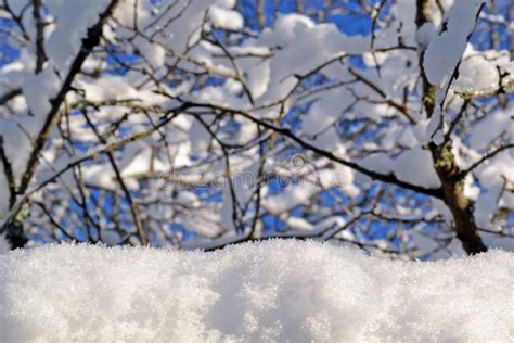 Tree Branches Covered With Snow Stock Photo Image Of Forest Branches
