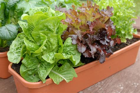 Maybe you would like to learn more about one of these? 25 Best Veggies to Grow In Pots : Ways to Grow Vegetables ...