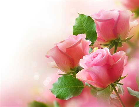 Pink Rose Bouquet Wallpapers And Images Wallpapers Pictures Photos