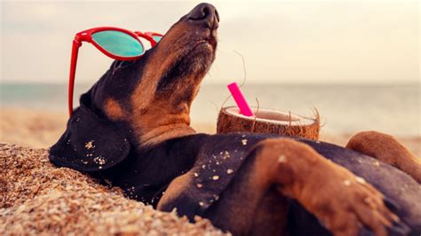 ¿de Vacaciones Con Tu Perro Tips Para Disfrutarlas A Su Lado Salud180
