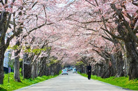 The national cherry blossom festival in washington dc will be held march 20th to april 11th, 2021. 10 Best Places To Catch Cherry Blossoms In Japan - Klook ...