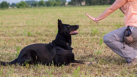 Obedience Training Für Den Hund Kommandos Zubehör And Tipps