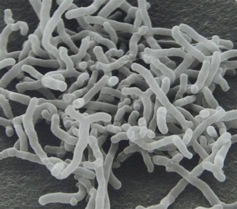 Bifidobacterium Bifidum Bifido Bacterium Bifidum Produsen Dan Pemasok