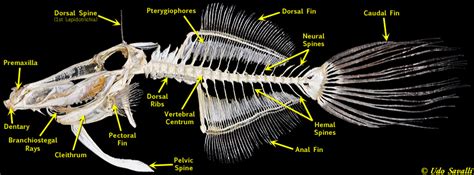 Bio370 Bony Fish Skeleton