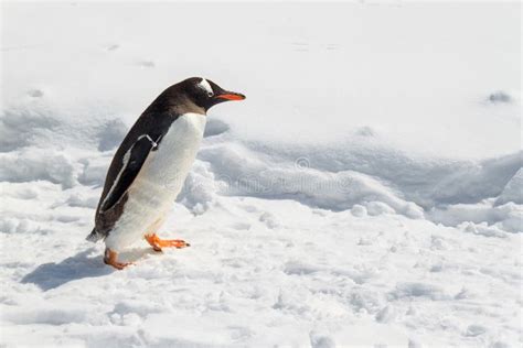 Gentoo Penguin Walking On Snow Stock Photo Image Of Walk Hokkaido