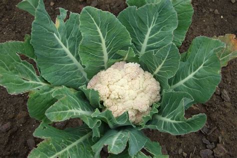 How To Grow Cauliflower From Seeds A 6 Step Guide Flower Shop