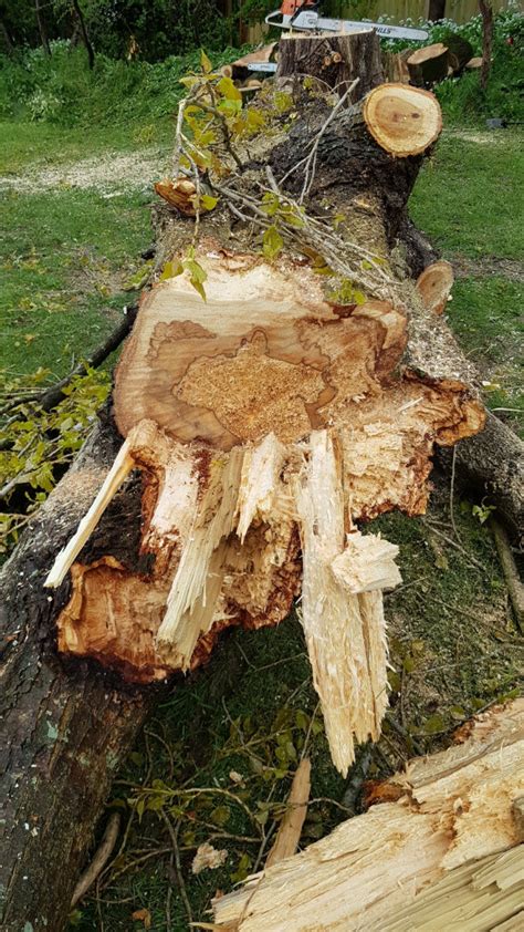 Lombardy poplars will grow in. Lombardy Poplar | Arbmark: North Devon Tree Surgeon