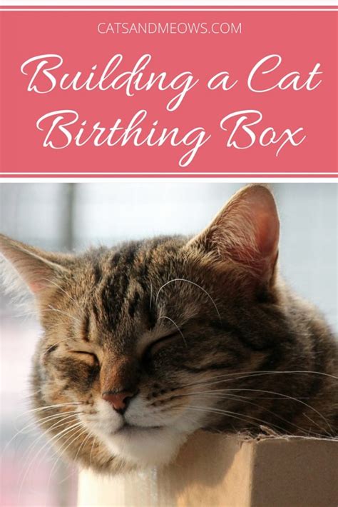 How To Build A Cat Birthing Box Cats And Meows