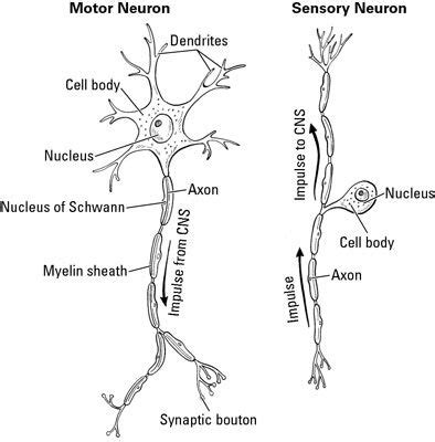 The central nervous system (cns) consists of the brain and spinal cord. A Clinical Overview of the Nervous System | Nervous system ...