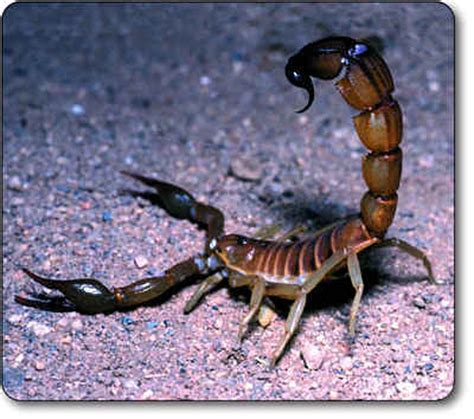 Ramblings Of A Flagstaff Vet Scorpions Friend Or Foe