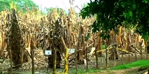 Fungal Blight Strikes Colombia Banana Crop Myanmar International Tv