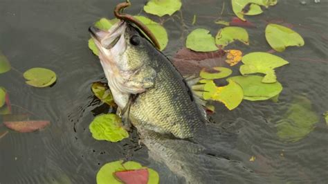Follow The Bass Fry At Santee Cooper Lakes