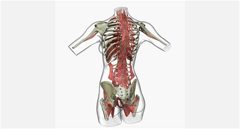 Human anatomy for muscle, reproductive, and skeleton. Female Torso Muscle Anatomy Combo 3D Model