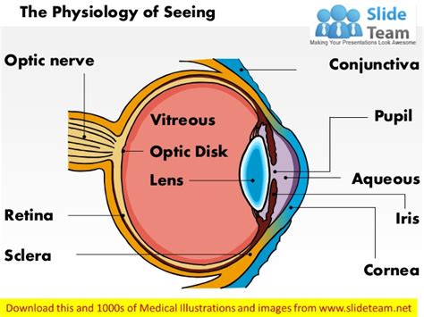 Physiology Of Seeing Eye Anatomy Medical Images For Power