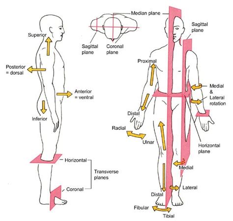 Terms Of Position Direction And The Main Planes Of Human Body Anatomy