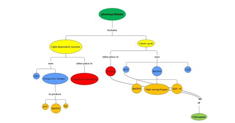 Photosynthesis Concept Map Template Edrawmind