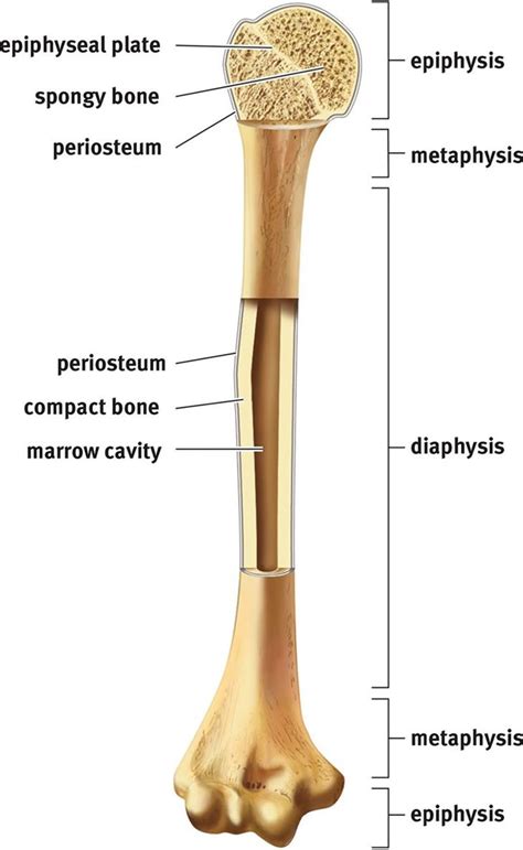 Long Bone Diagram Structure And Functions Of Bones Online Science