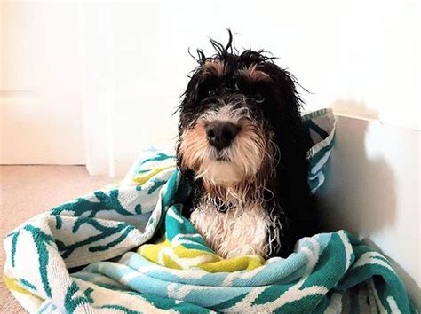 Free delivery and returns on ebay plus items for plus members. Home Design's New Trend? Dedicated Dog Showers - Simplemost