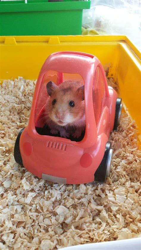 I Found A Lot Of Hamster Pictures On My Phone This Morning Hamsters W Cute Funny Animals