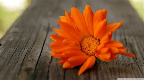 Orange Flower Hd Wallpaper 1920x1080 83326