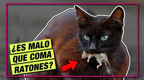 Los Efectos De Que Un Gato Coma Un Rat N Como Presa Salud Gatuna