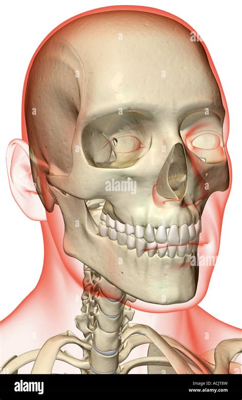 The Bones Of The Head And Neck Stock Photo Alamy