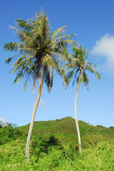 Palm Trees On The East Coast Of Guam Photo Brian Mcmorrow Photos At