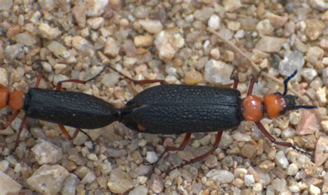 Mating Master Blister Beetles Whats That Bug