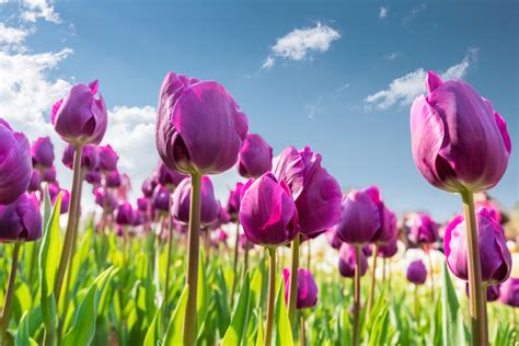 Learn All About Each Tulip Color Meaning Petal Talk