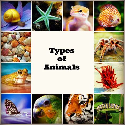 Top 166 What Are The Different Types Of Animals