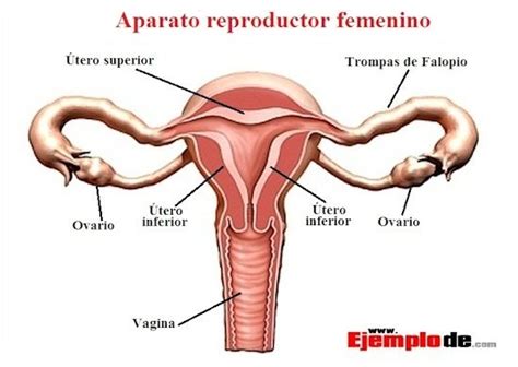 Aparato Reproductor Femenino