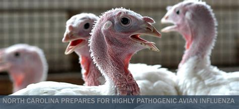 High Path Avian Influenza Now Confirmed In Wild Birds At Three Sites In North Carolina