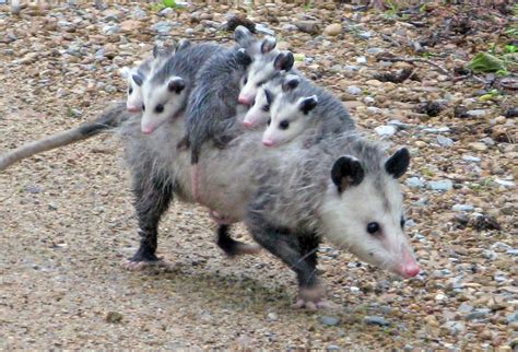 Should I Be Concerned About Opossums Possums On My Property In New