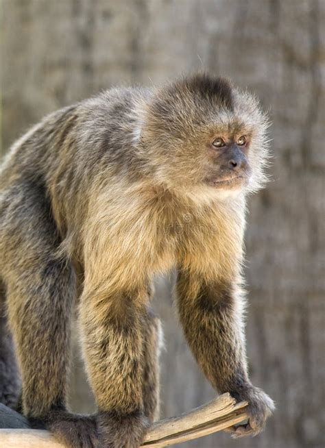 Capuchin Weeper Monkey Stock Image Image Of Head Dark 15468787