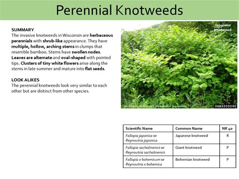 Wisconsin Invasive Plant Identification Course Renz Weed Science