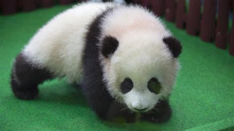 Sejak kebelakangan ini, makin banyak kes buang bayi yang berlaku. Baby panda born in Malaysia zoo makes media appearance ...