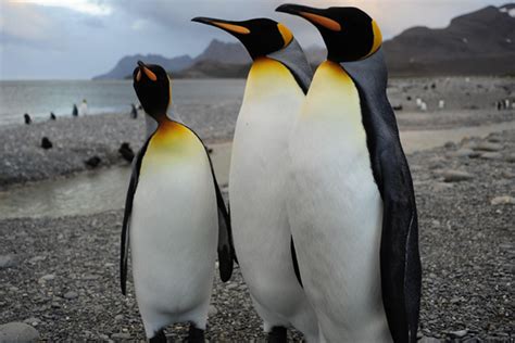 The true story about an eccentric chicken farmer (shane jacobson) who, with the help of his granddaughter, trains his mischievous dog oddball to protect a wild penguin sanctuary from fox attacks and in the process tries to reunite his family and save their. Cinedigm nabs "Adventures of the Penguin King" » Realscreen