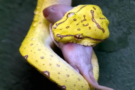 Green Tree Python Care Sheet Complete Guide