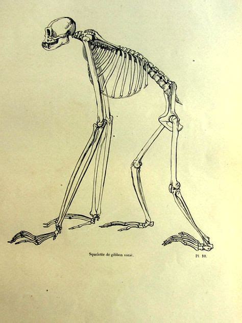 1860 Gibbon Skeleton Print