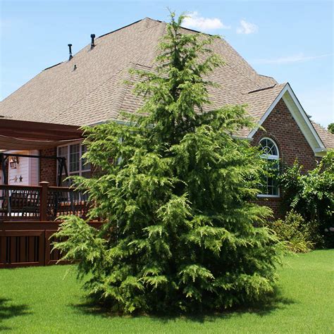 Deodar Cedar Trees for Sale- FastGrowingTrees.com