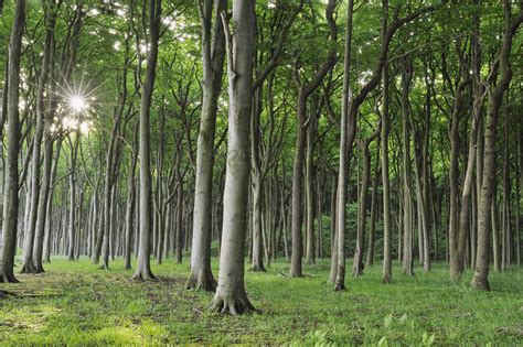 Germany Mecklenburg Western Pomerania Beech Trees In Forest Stock Photo