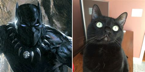 ‘black Panther May Be Helping Black Cats Beat The Adoption Odds