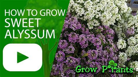 How To Grow Sweet Alyssum Edible Leaves And Flowers Youtube