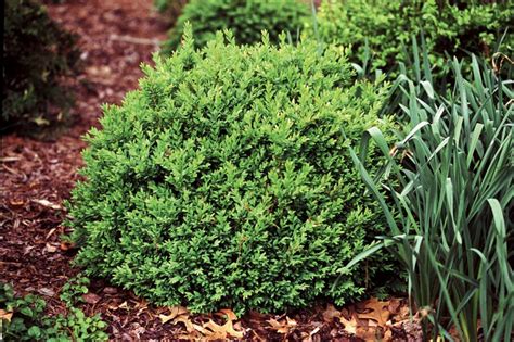 How To Grow Beautiful Boxwood Shrubs Garden Design