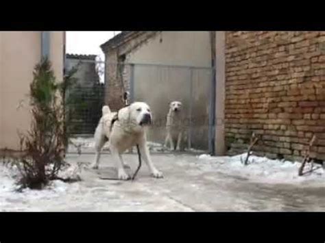 Alabai fight with the wolf. Alabai Dog Vs Human - YouTube