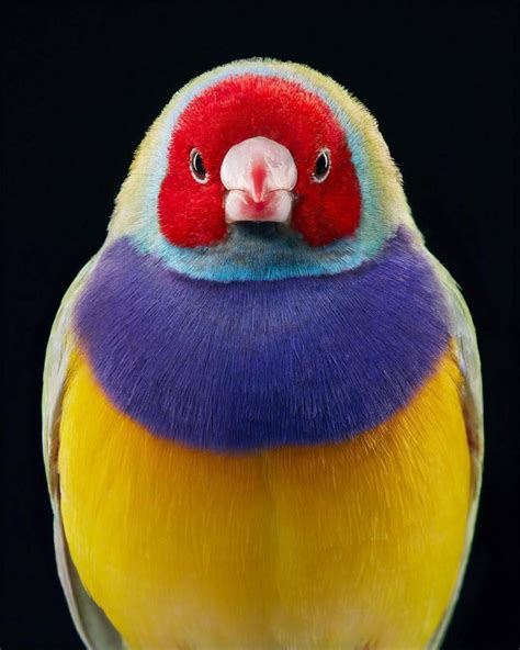 Découvrez de sublimes portraits photos d oiseaux en voie de disparition